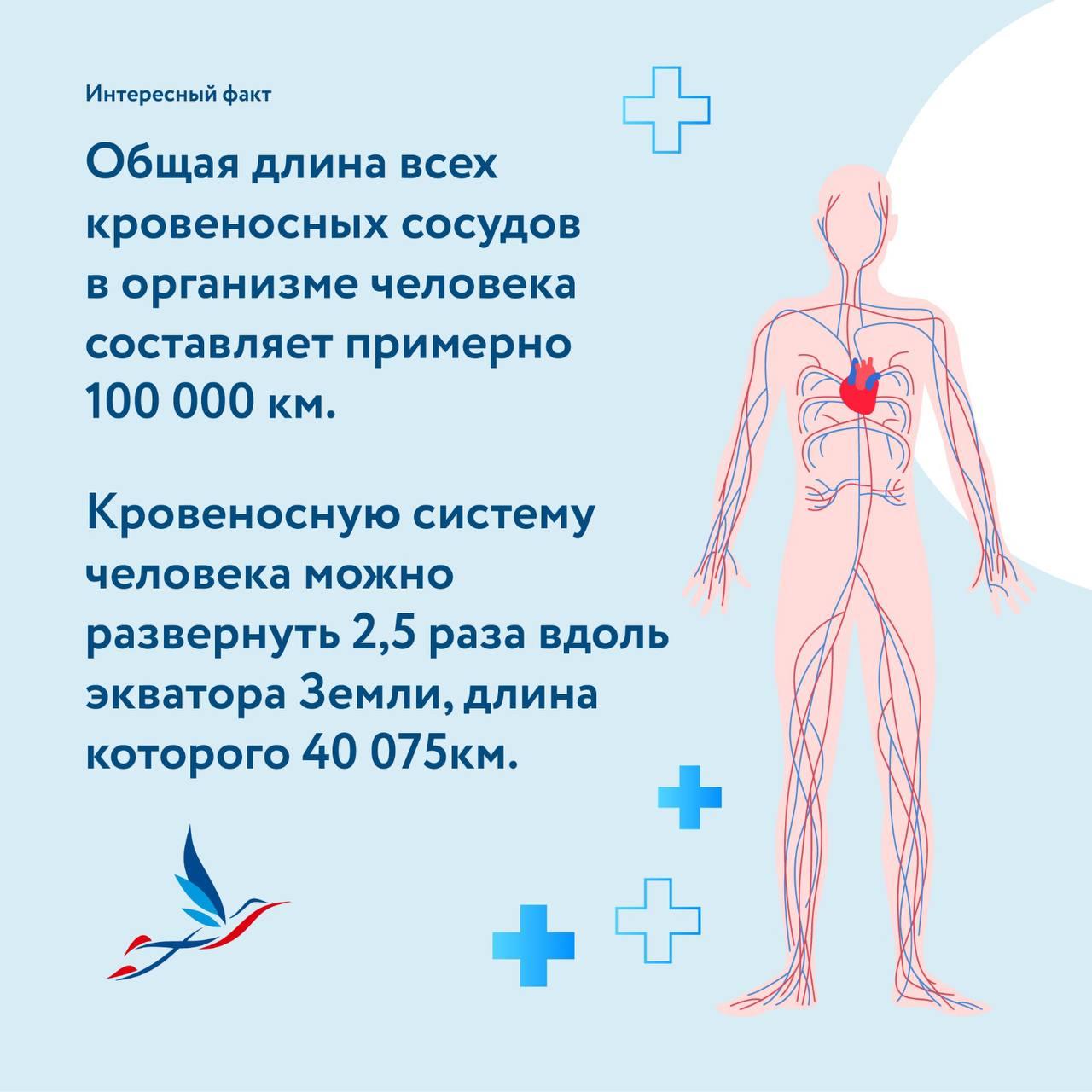 Несколько интересных фактов о человеческом организме ❤️