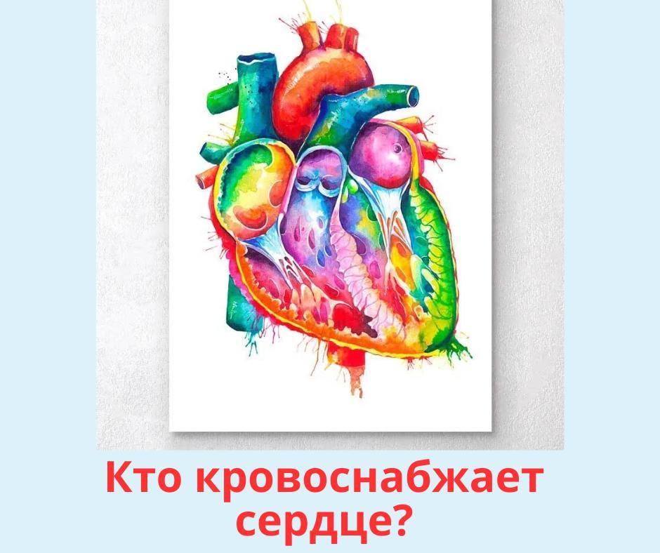 Если сердце снабжает кровью все тело, то кто кровоснабжает его?